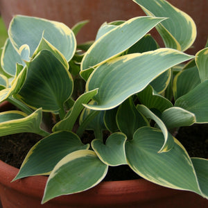 Hosta First Frost foliage is green with light yellow to white margins