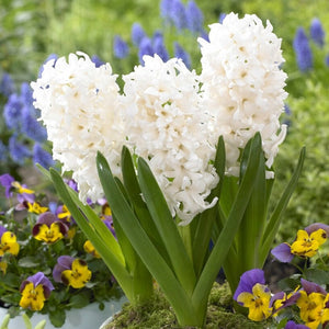 Hyacinth - White Pearl