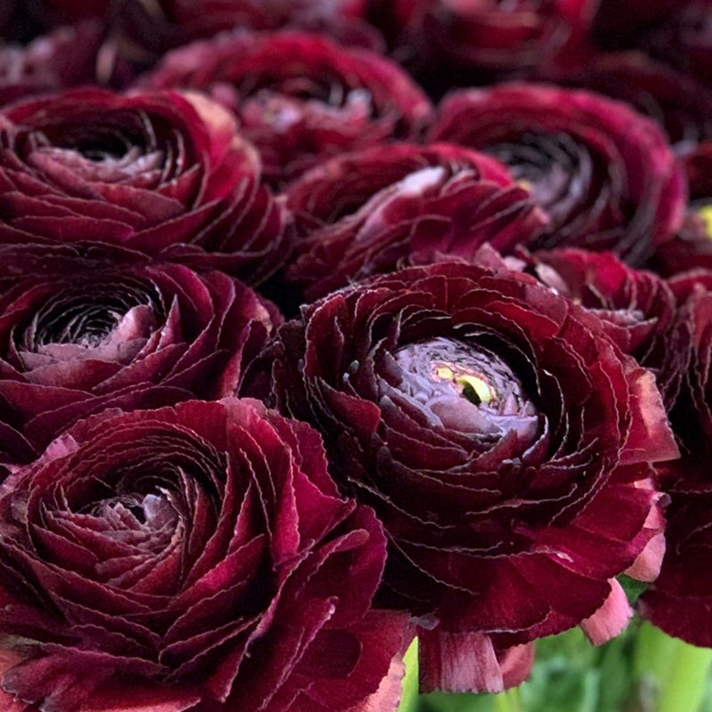 Dark purple to Maroon Italian Ranunculus Cloni Success Nerone blooms