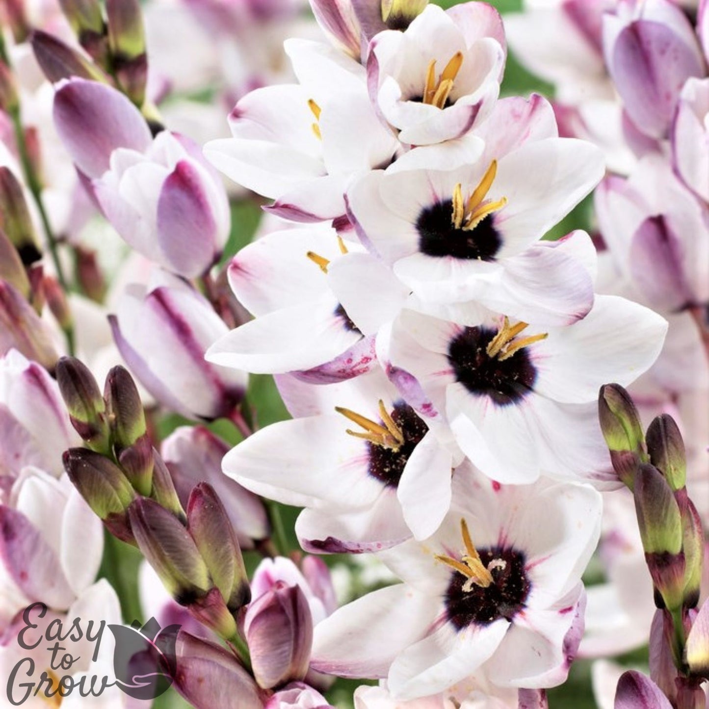 blooming white and violet ixia blue bird