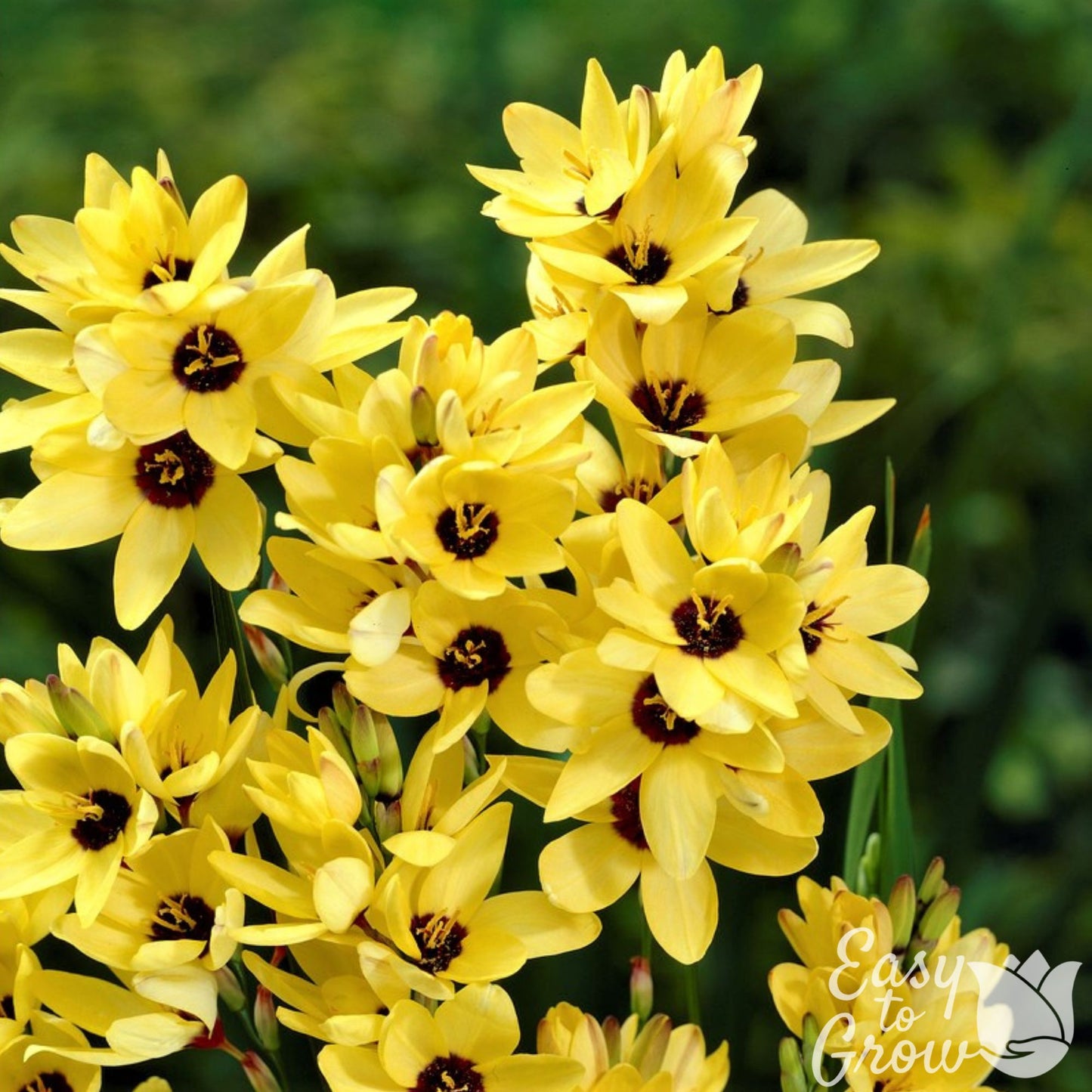 blooming yellow ixia with dark eye