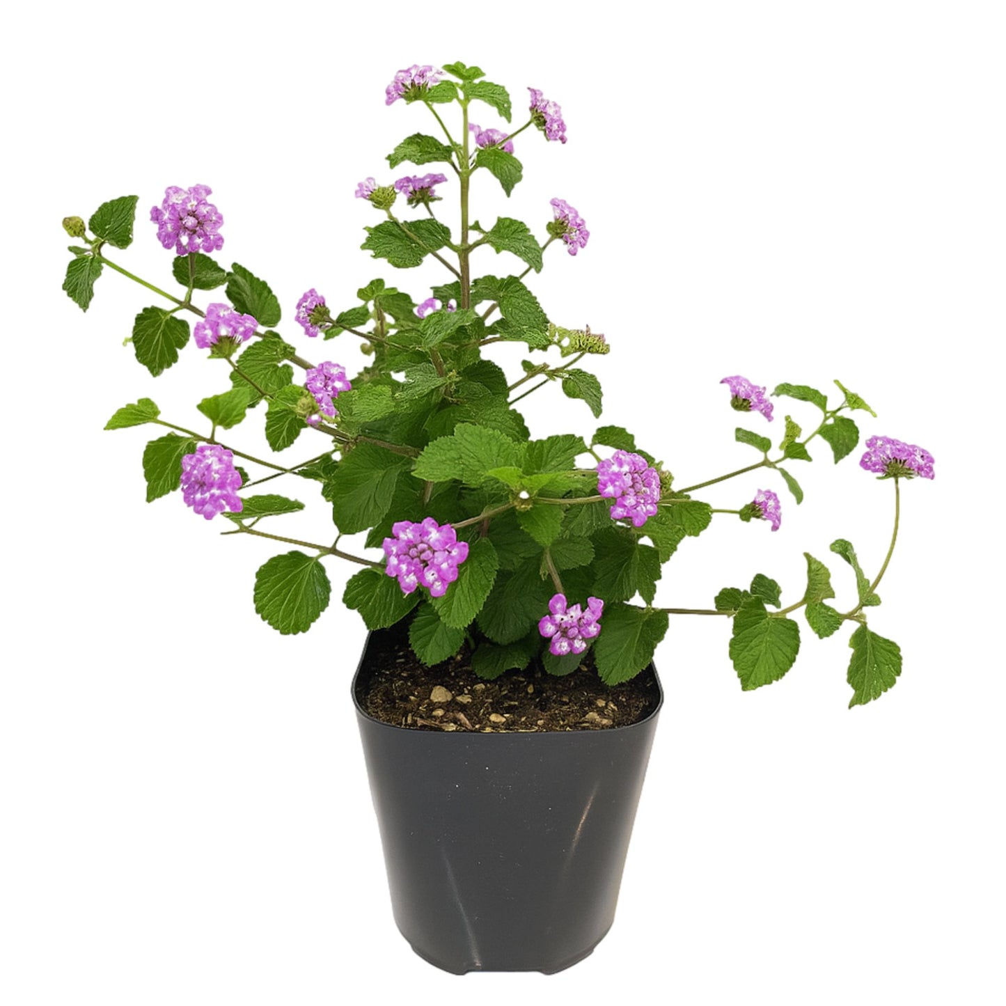 Lantana Purple Falls shipped in quart grower pot