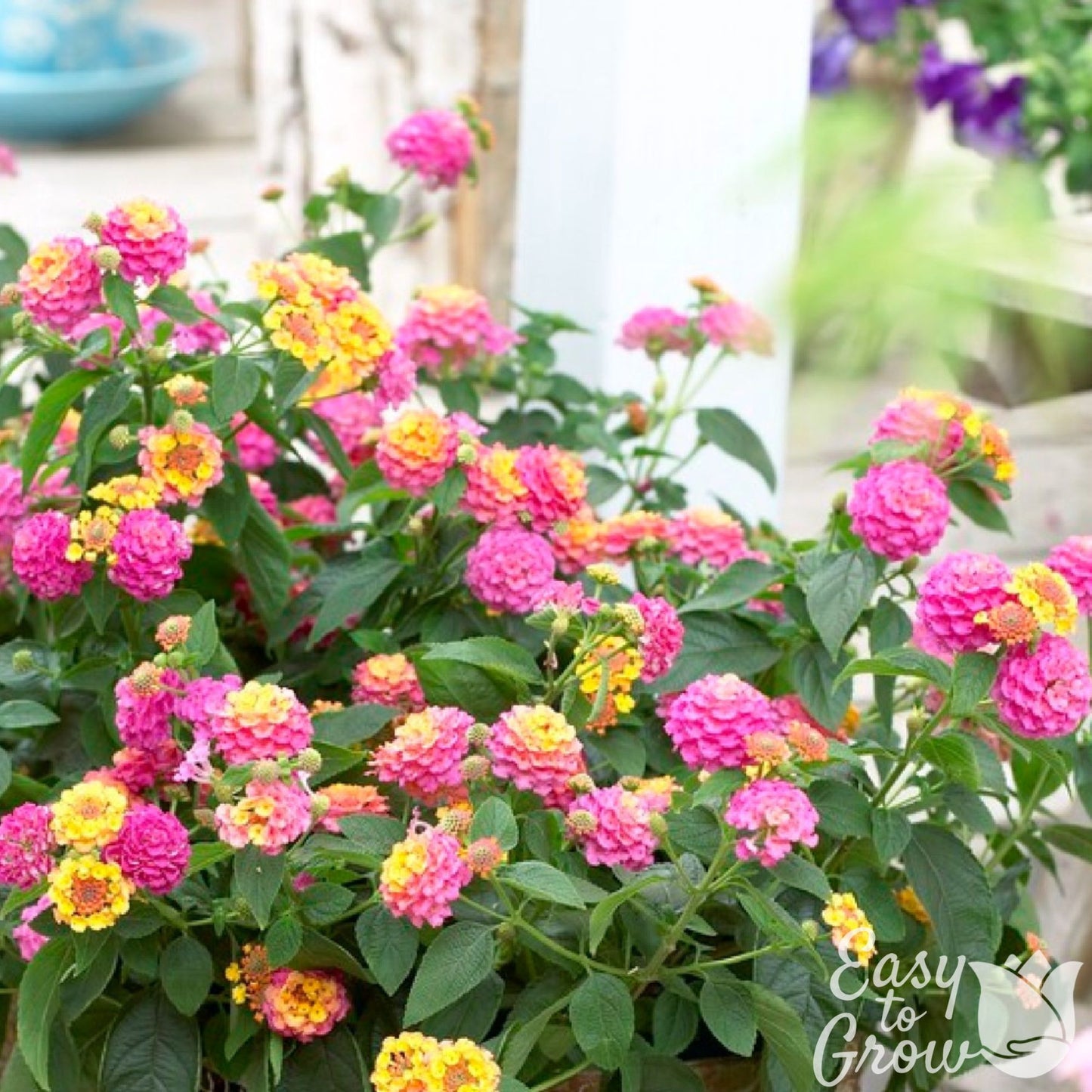 pink, yellow and orange blooms of Lantana Tropic Pink Bird.