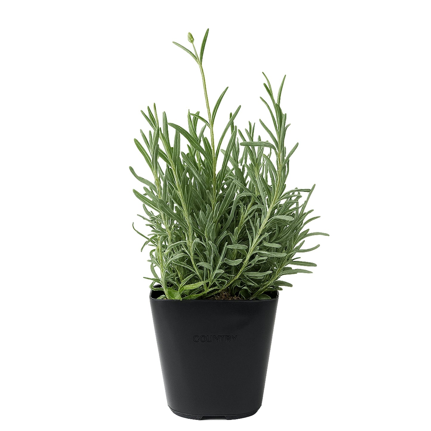 Lavender Hidcote in a Quart Pot