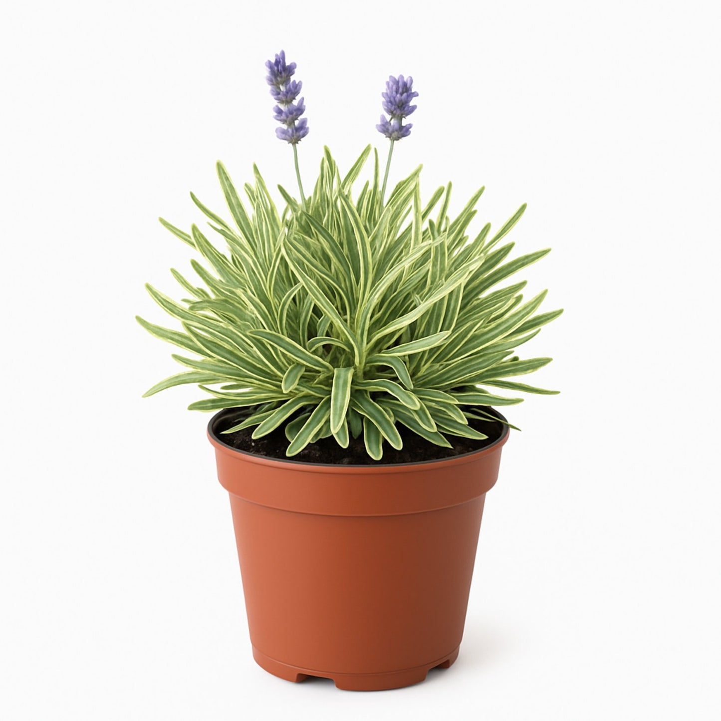 Lavender Platinum Blonde in grower pot