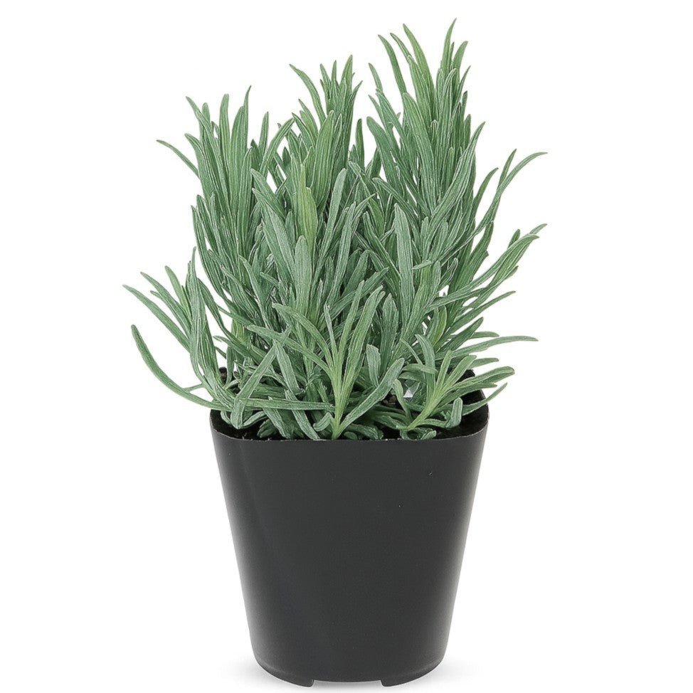 Lavender French Provence in a Quart Grower Pot
