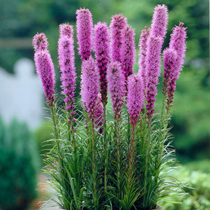 Liatris spicata purple flower spikes