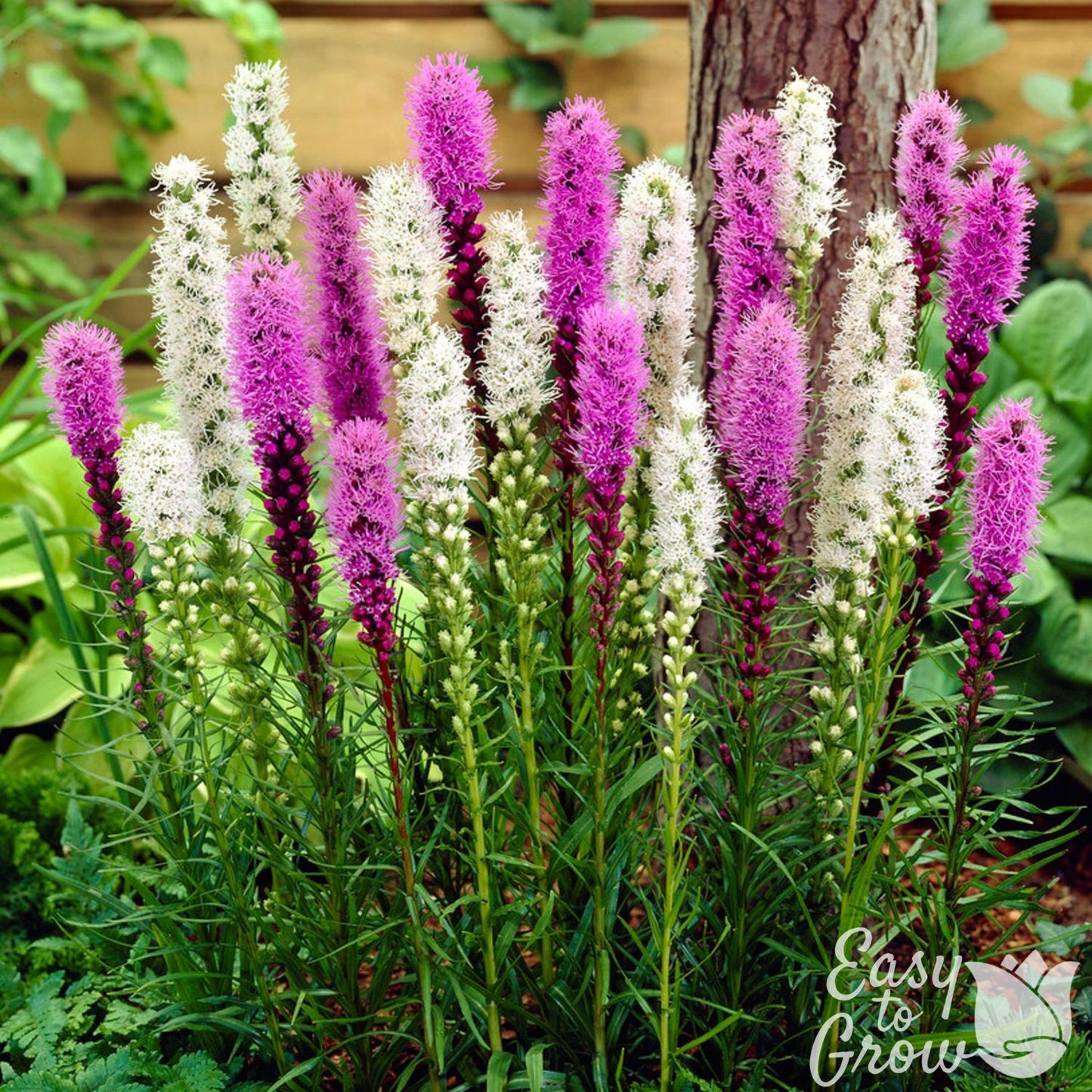 purple and white flower spikes of Liatris Mix