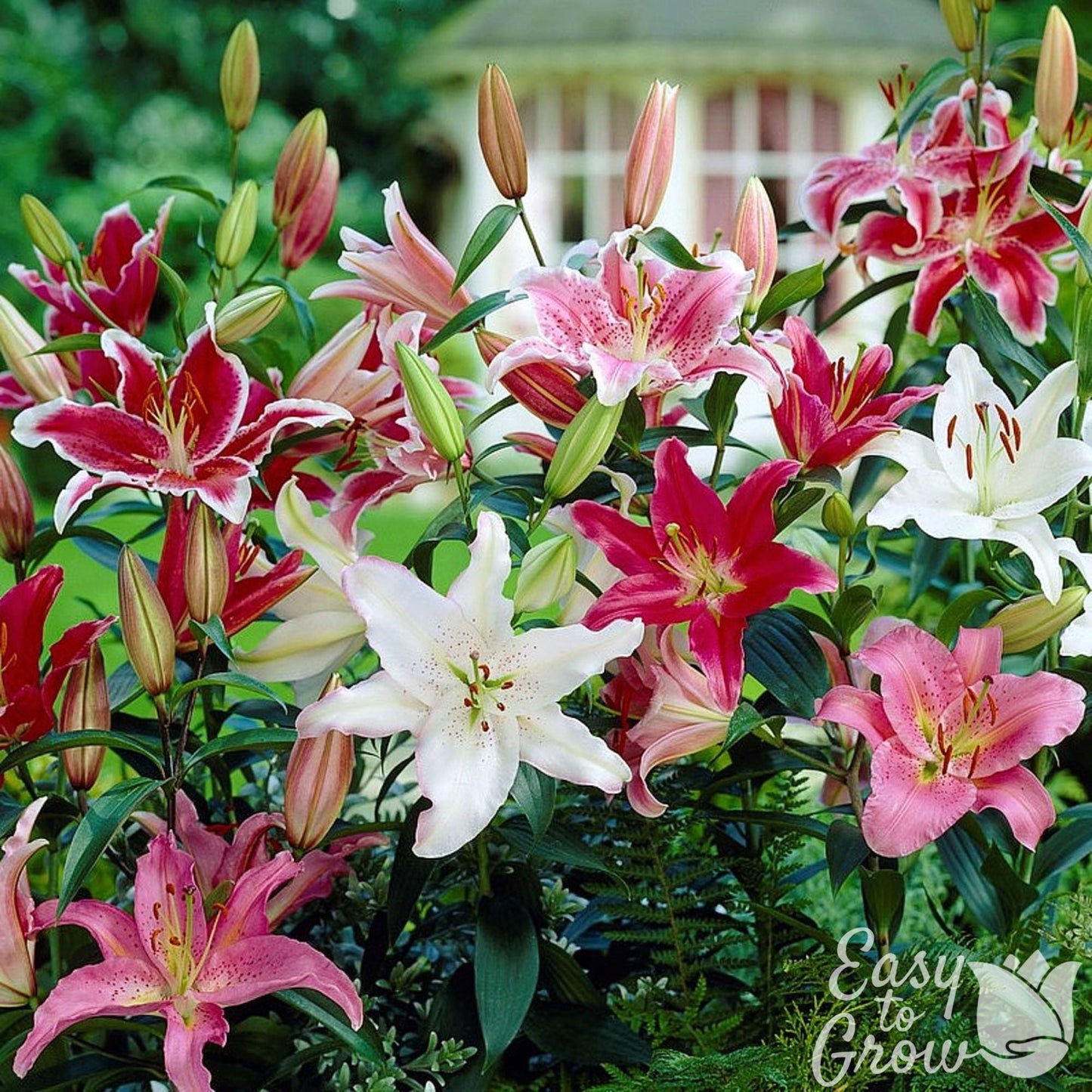 Colorful mix of white, pink and magenta oriental lily blooms