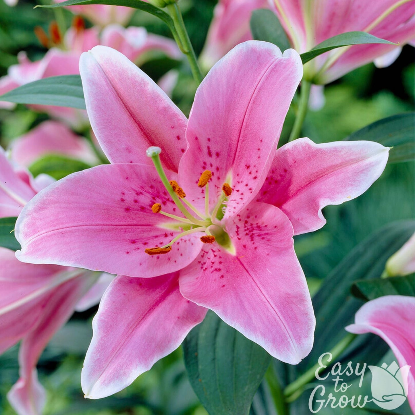 pink blooms of oriental lily sorbonne