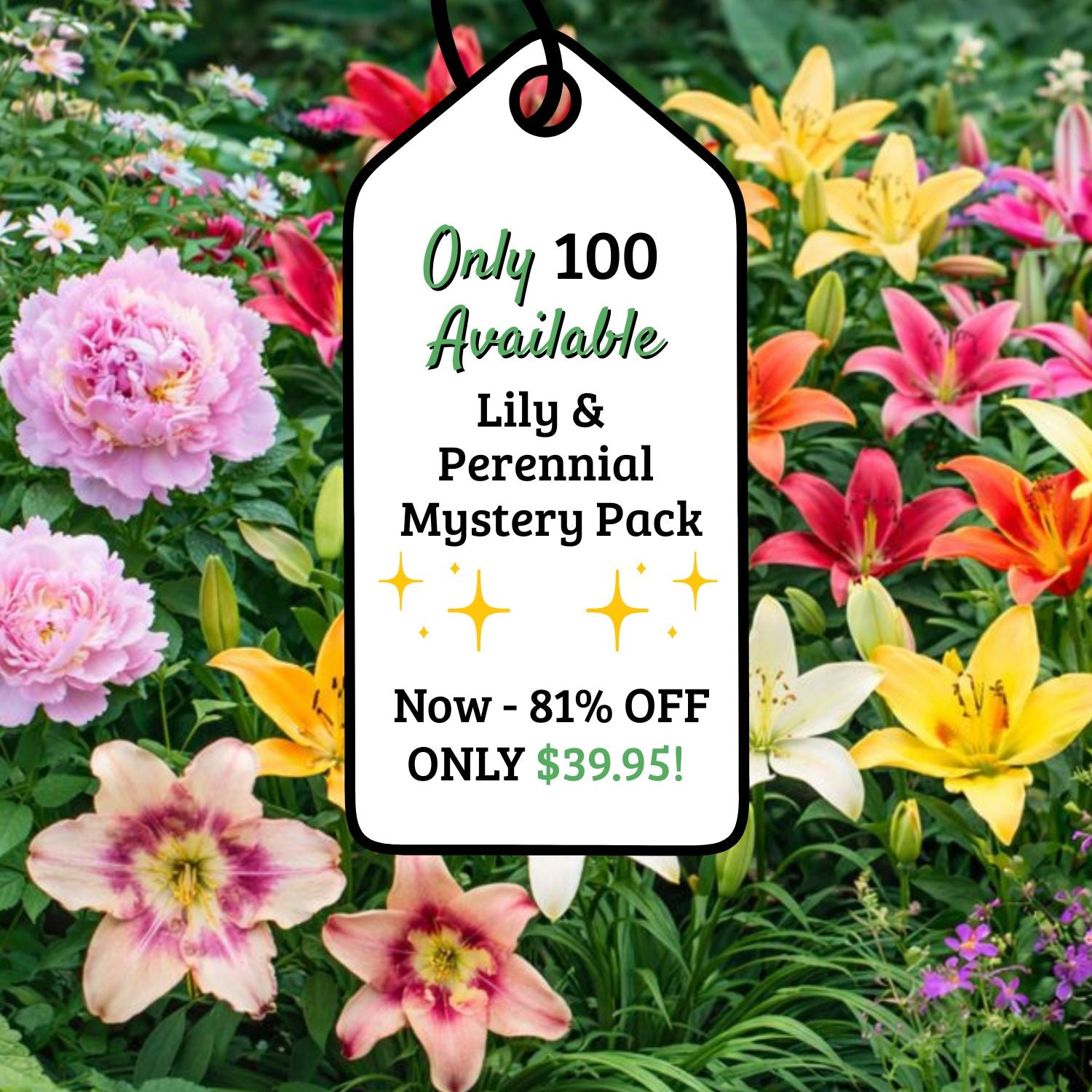 Adventure Pack 25+ Perennials & Lilies – Easy To Grow Bulbs