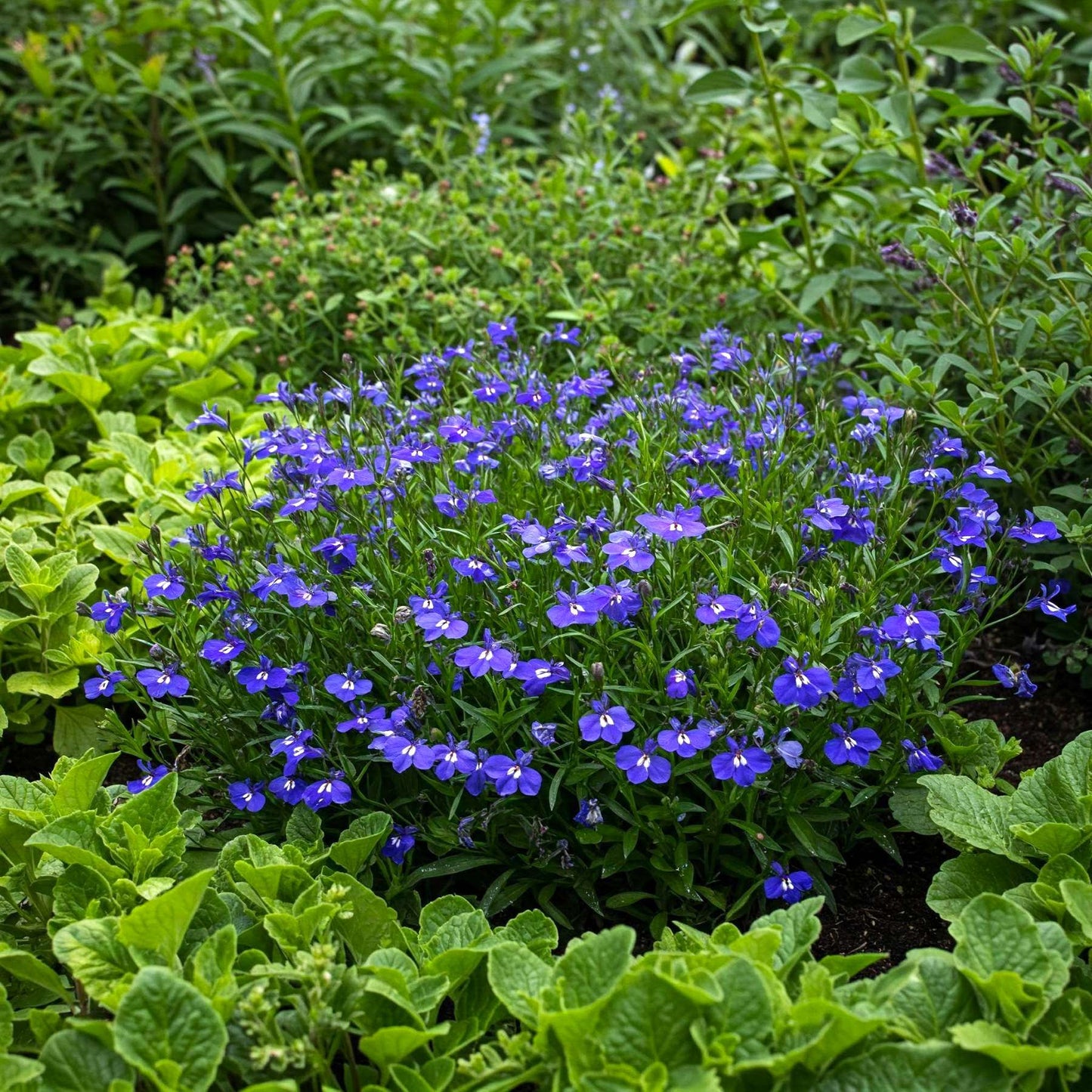 Lobelia Blue growing in a garden