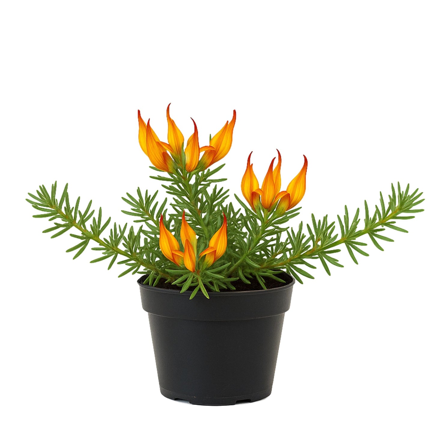 Lotus Maculatus Gold Flash in Quart Pot