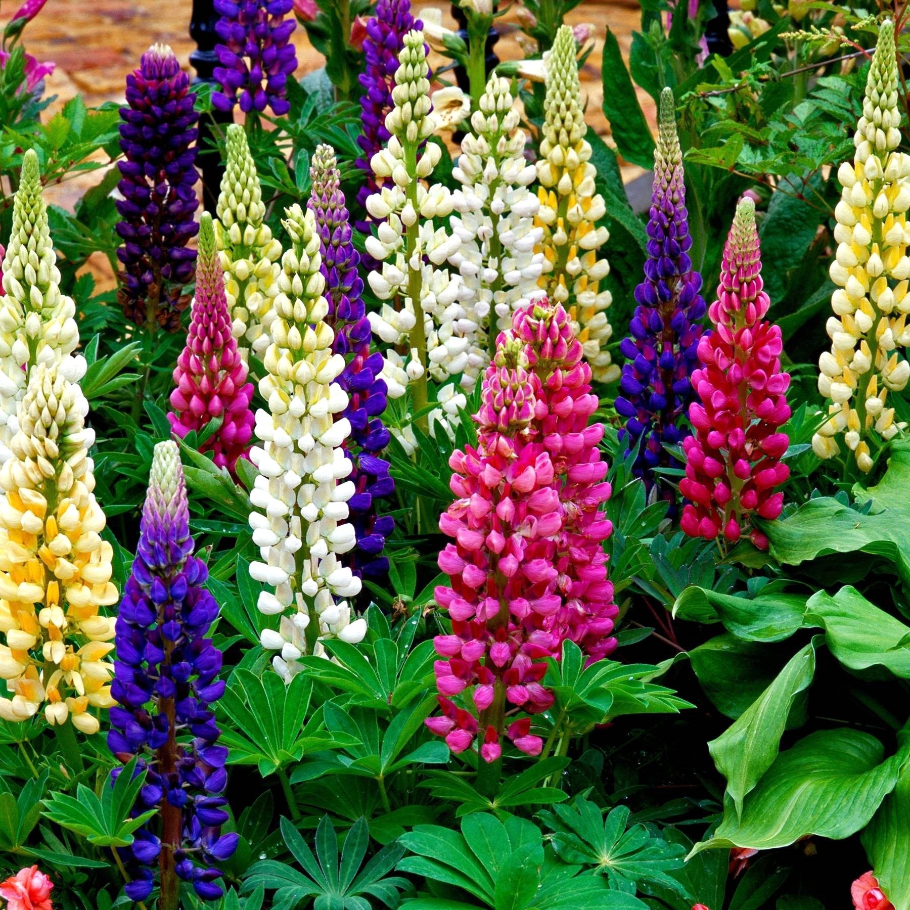 best time to plant lupine seeds Lupine Tall Mix Seed