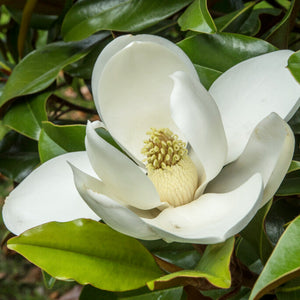 white flowers and contrasting leaves of Magnolias