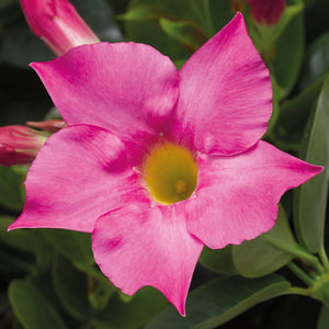 bright pink flower of Madinia Mandevilla hybrid