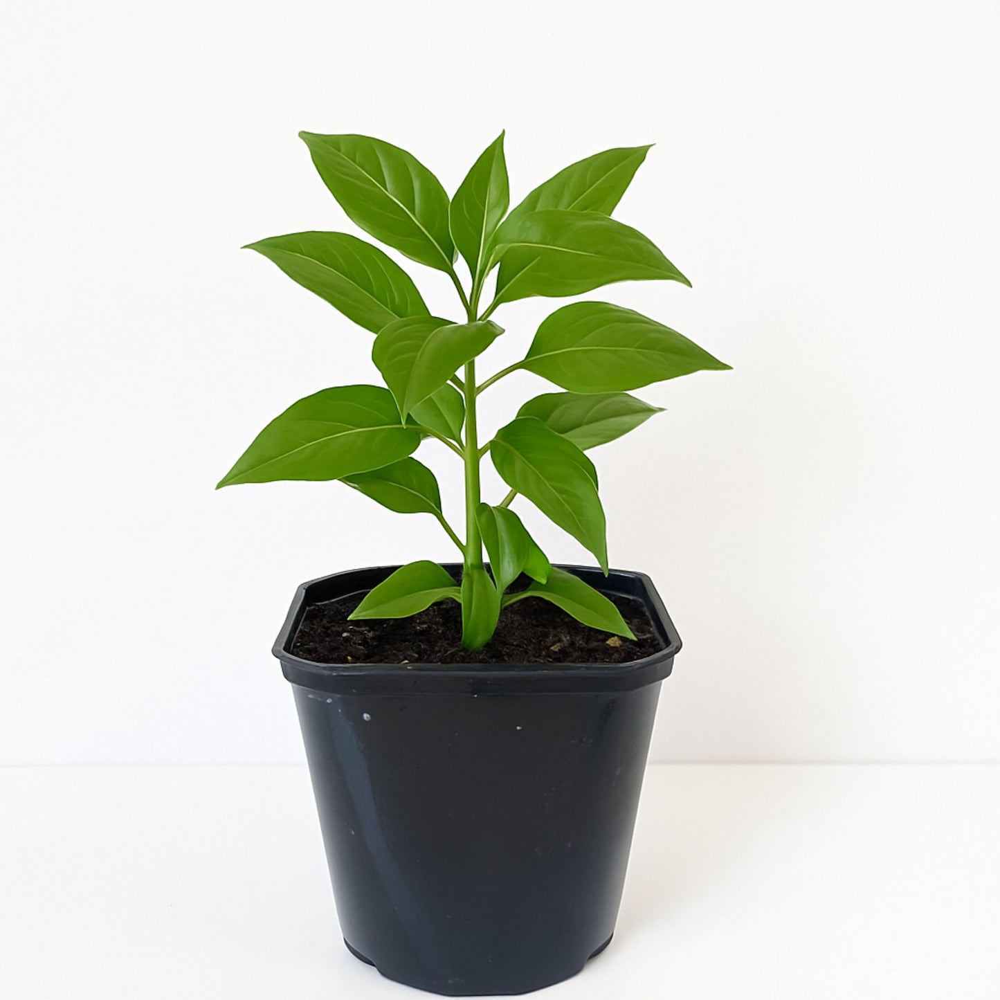 Mirabilis jalapa in quart grower pot