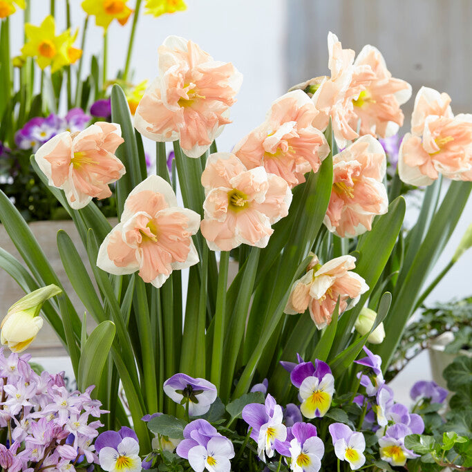 Beautiful Bold Narcissus Bulbs for Sale Online Apricot Whirl