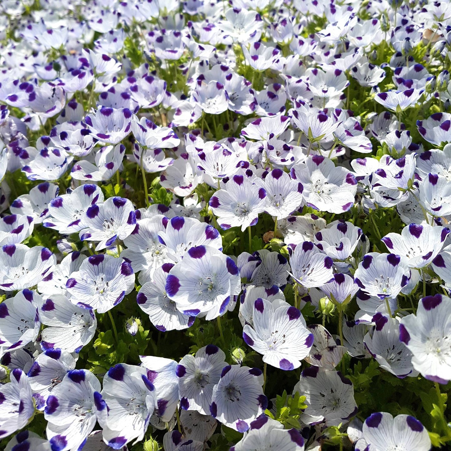 field of Nemophila Five Spot flowers