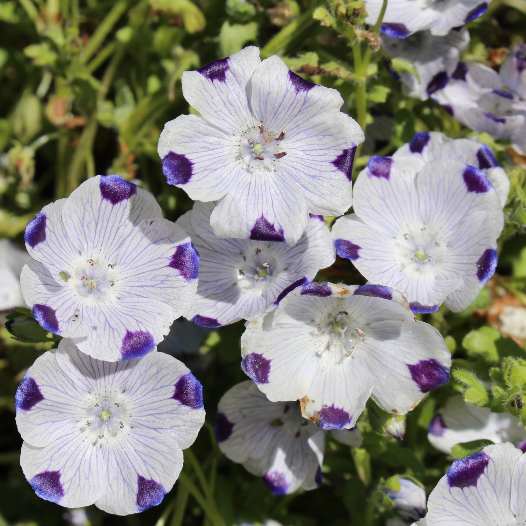 flower seeds bulbs Easy to Grow Bulbs Nemophila Seed