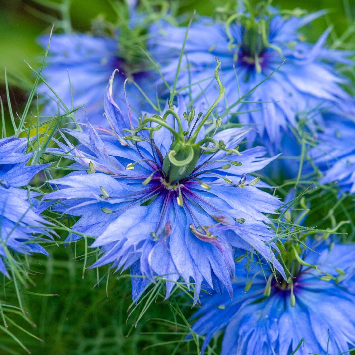 close up of Nigella Blue flower