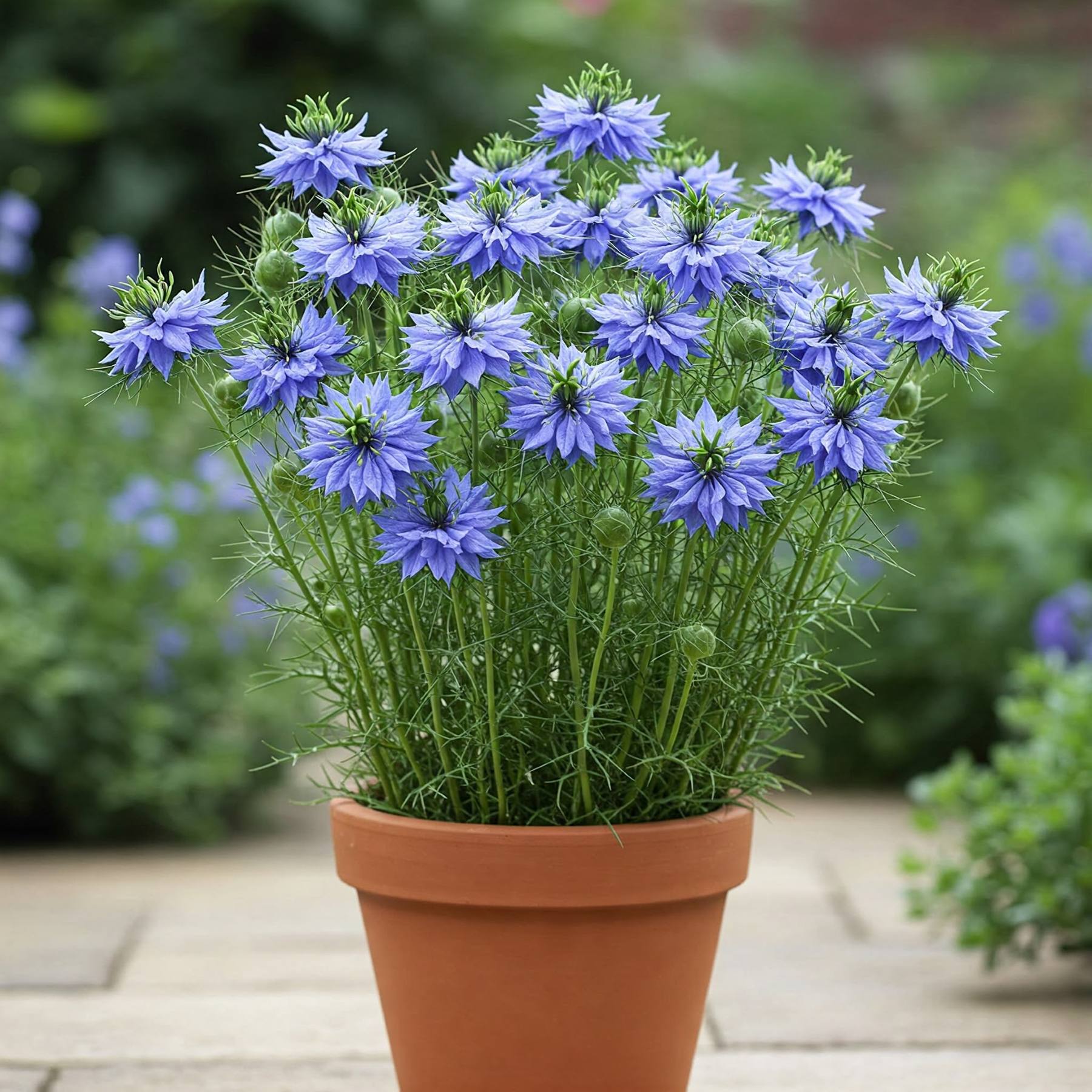 nigella seeds planting Easy to Grow Bulbs Nigella Blue Seed