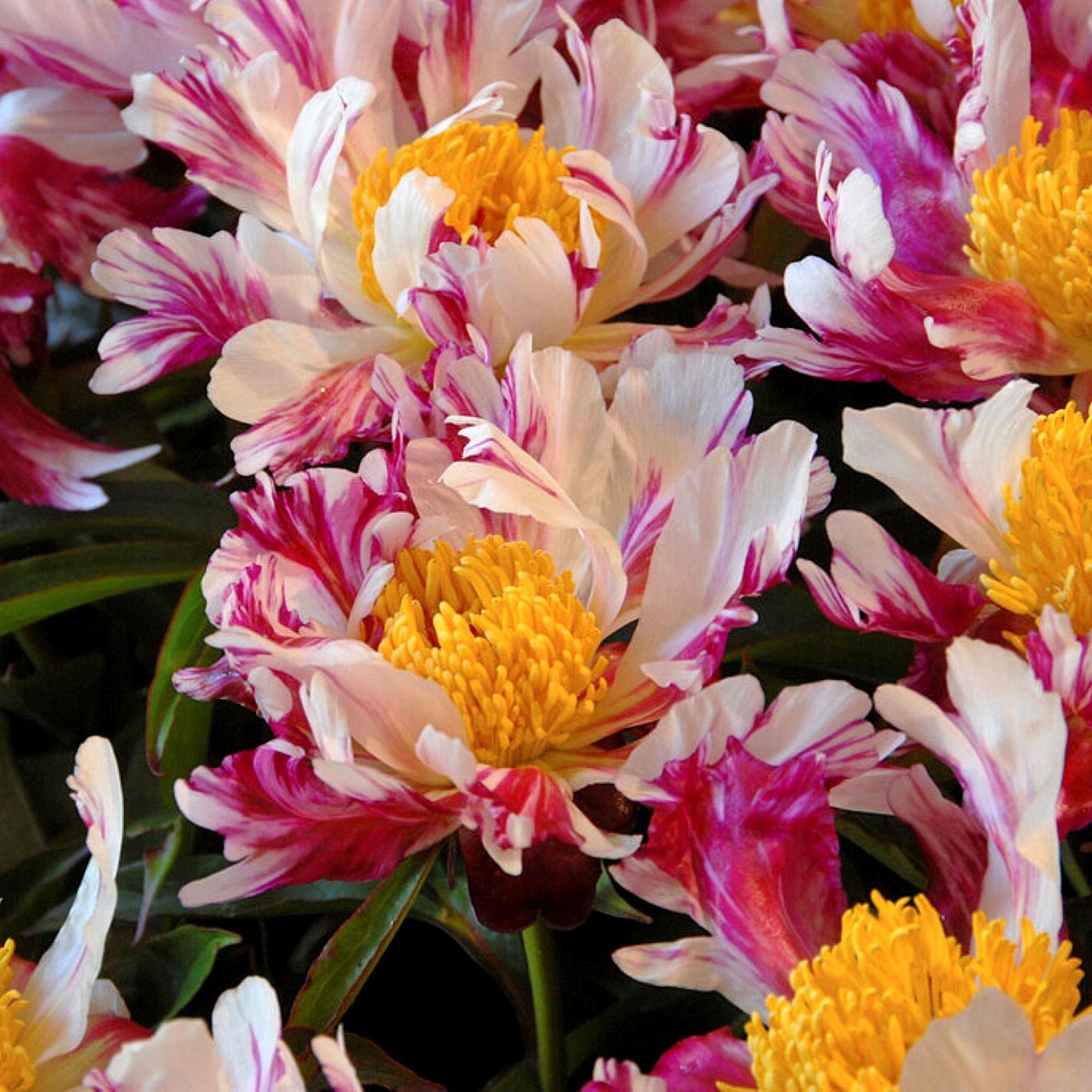 Peony Peppermint Stick flowers feature petals with dark pink and white streaked petals.
