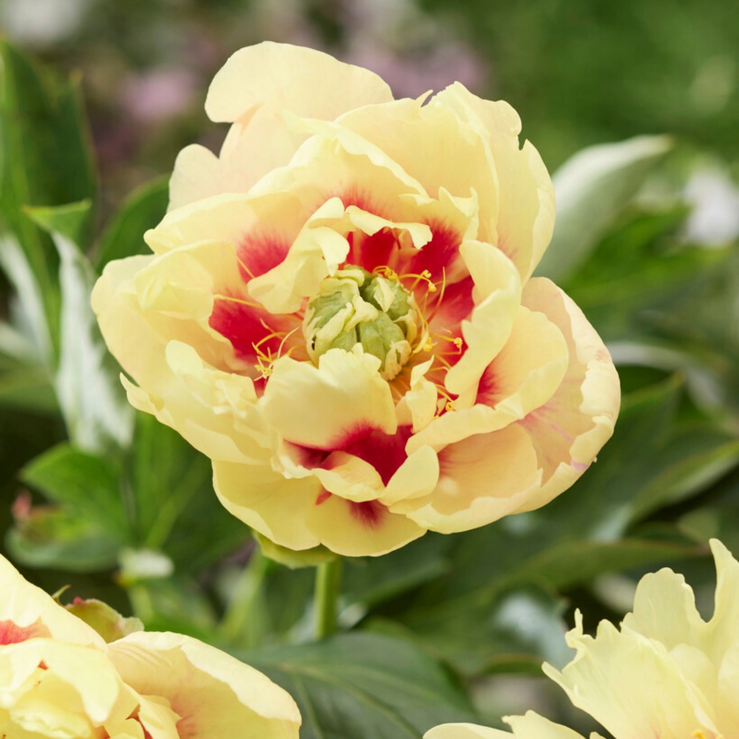Itoh Peony Prairie Charm features yellow flowers with a red eye