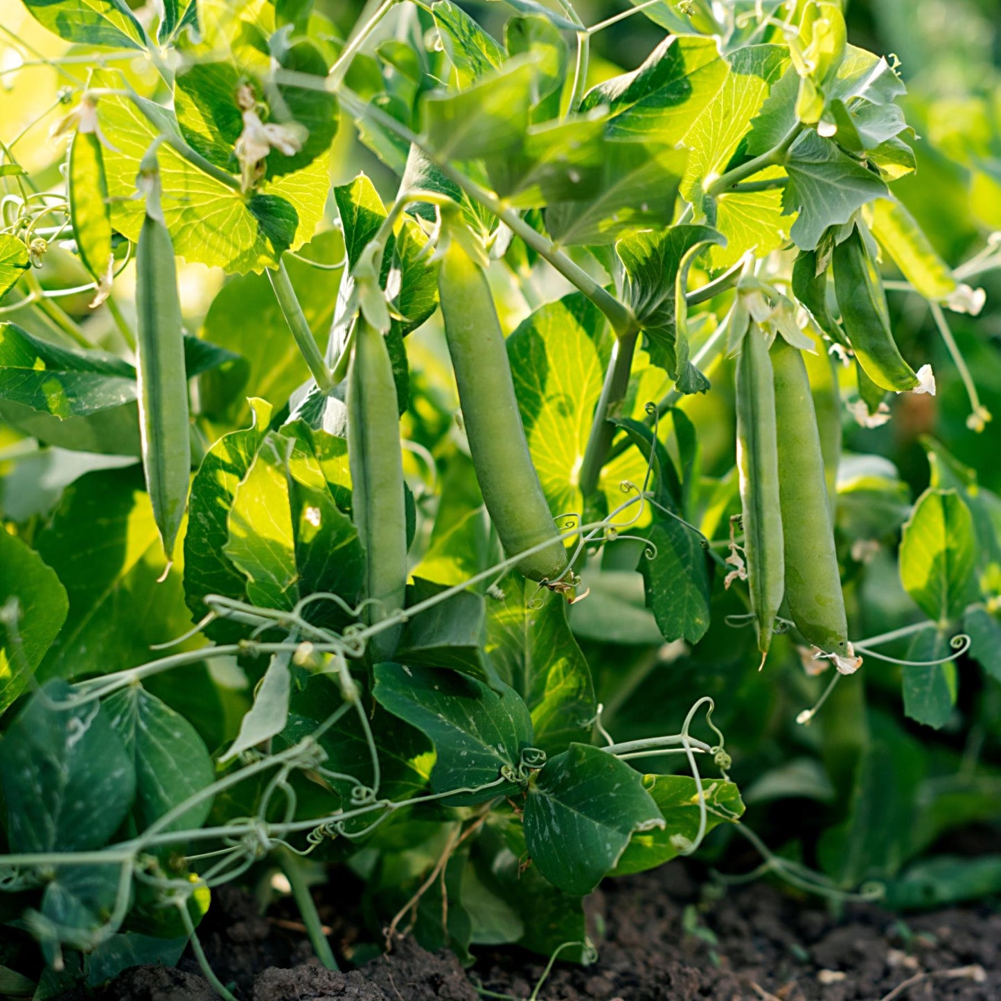 Pea plant growing in the garden