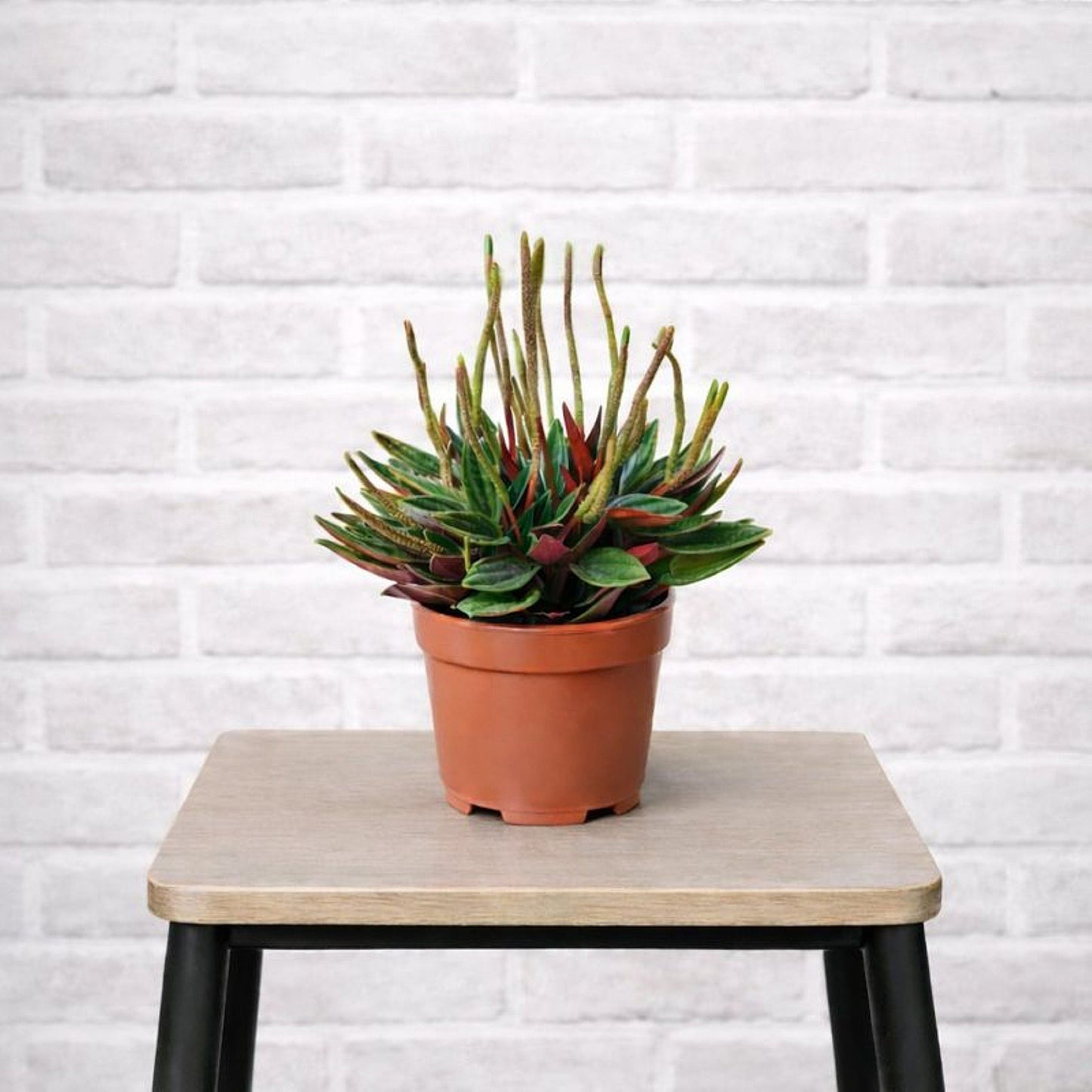 Peperomia Rosso houseplant in a grower pot, placed on a stool
