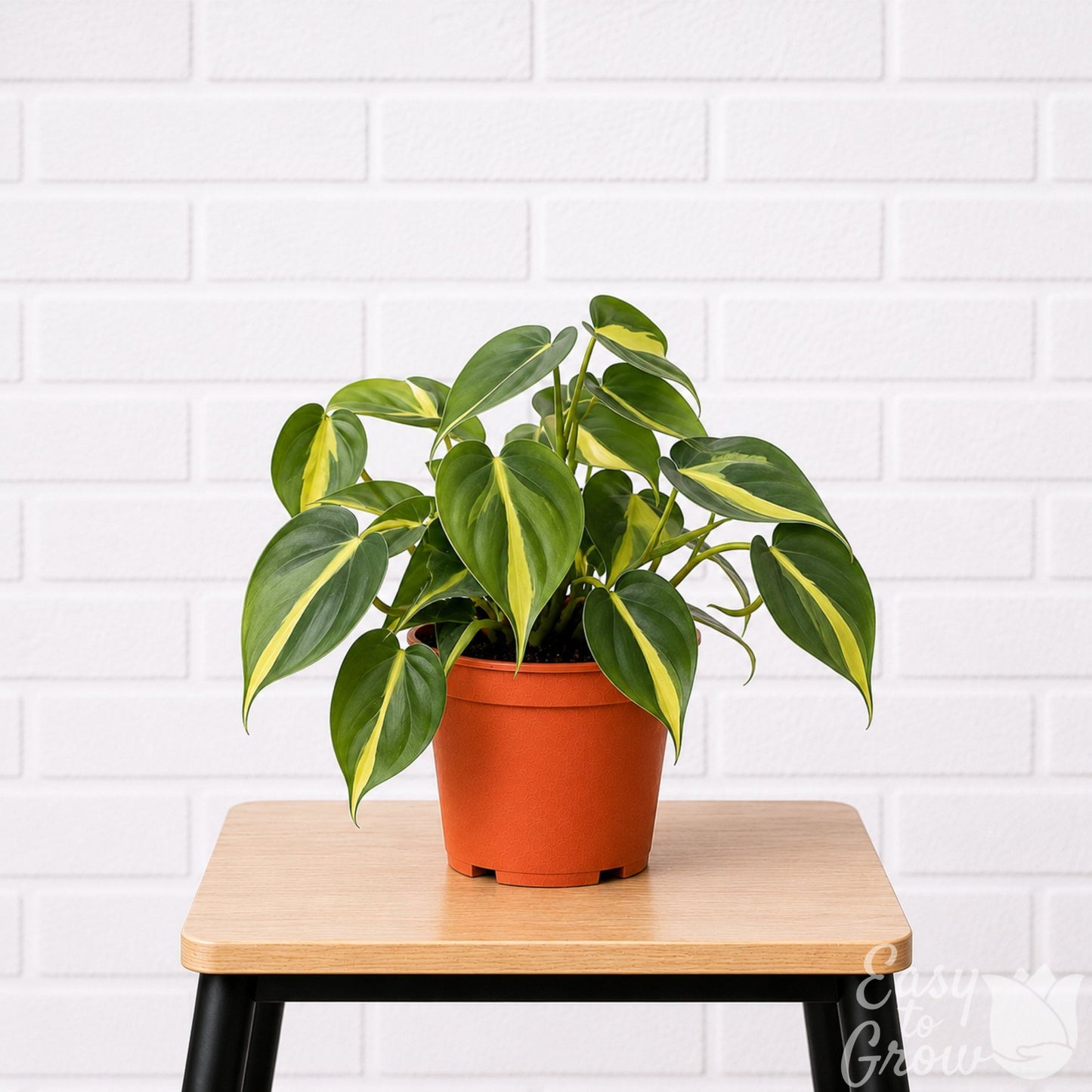 Philodendron Brasil houseplant in a grower pot