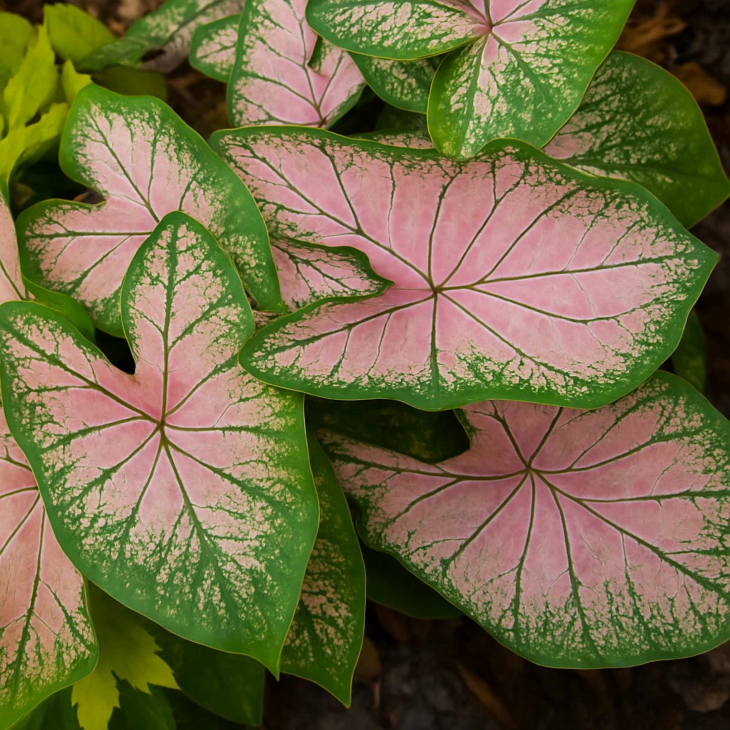 Caladium Pink Splash features light to medium pink foliage with green veining, margins and markings.