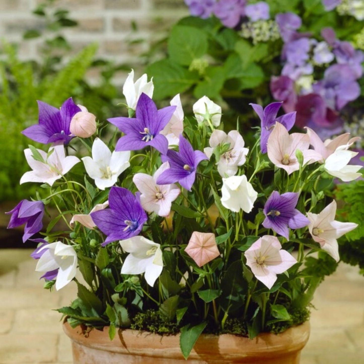 Platycodon mix of blue white and pink flowers