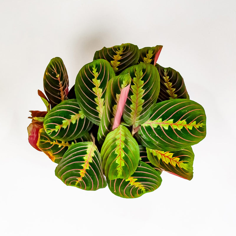 top down view of prayer plant