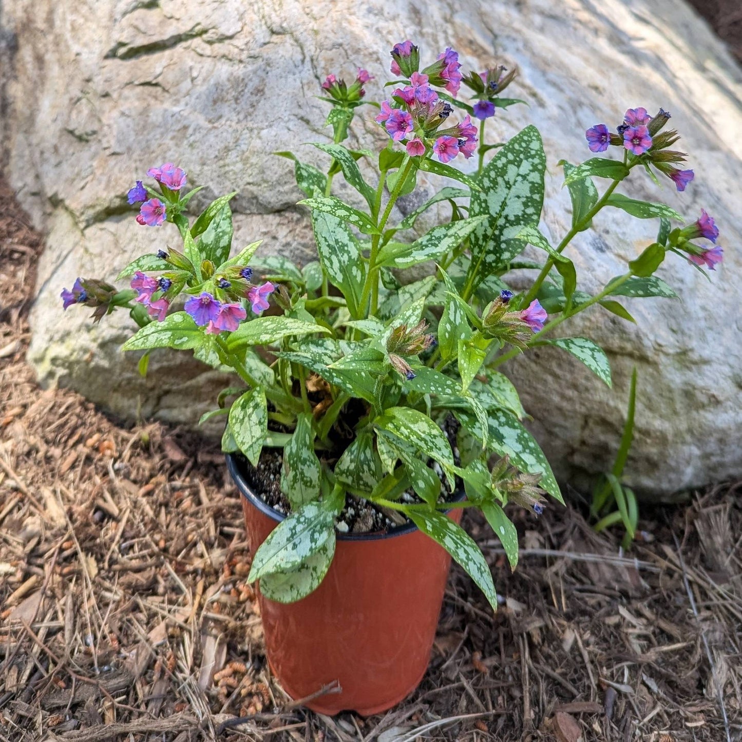 Pulmonaria Silver Bouquet in a grower's pot