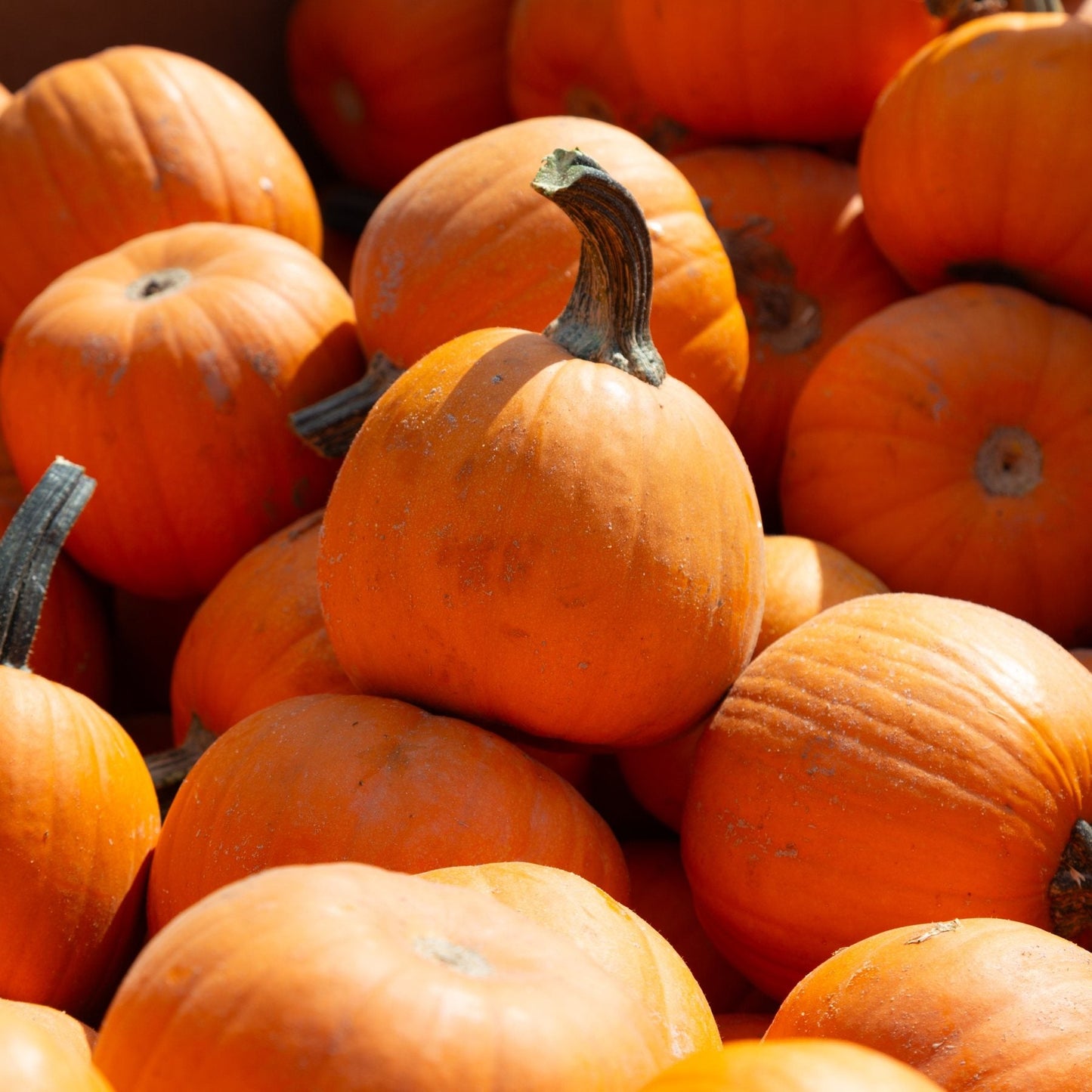 patch of harvested small pumpkins