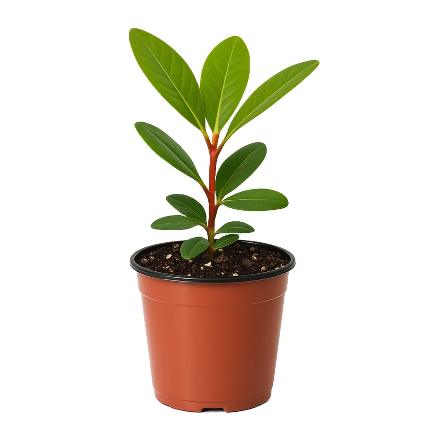 Rhododendron in a quart grower pot
