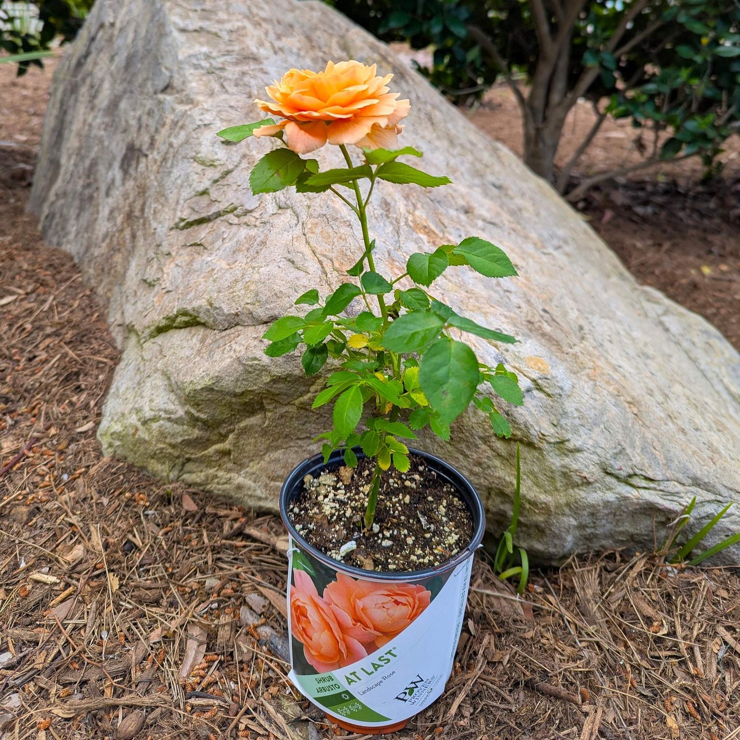 Rose At Last in a grower's pot