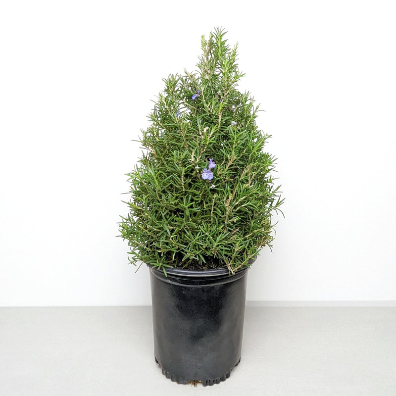 rosemary topiary in a gallon pot