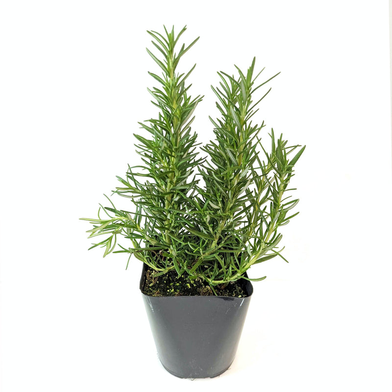 Rosemary in a 3-4 inch grower's pot