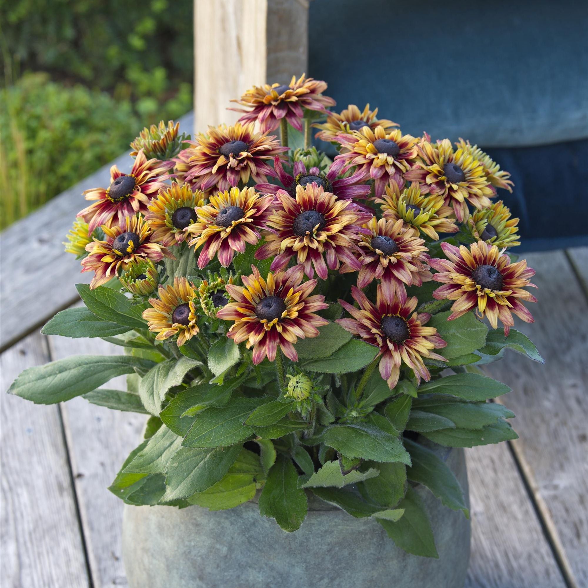 Black-Eyed Susan Plants - Rudbeckia Graffiti Cherry 2 Pack – Easy