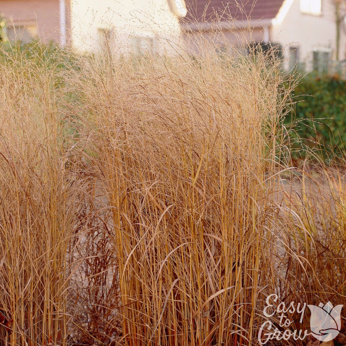 Panicum virgatum Shenandoah Grass in the fall