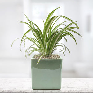 variegated spider plant in a seaglass square