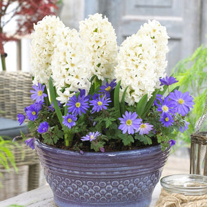 Anemone & Hyacinth - Spring Breeze Blend