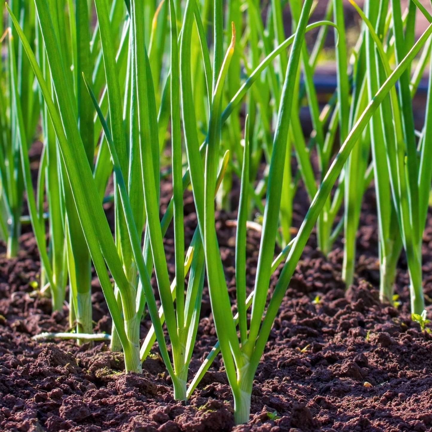 Spring green onion plants growing