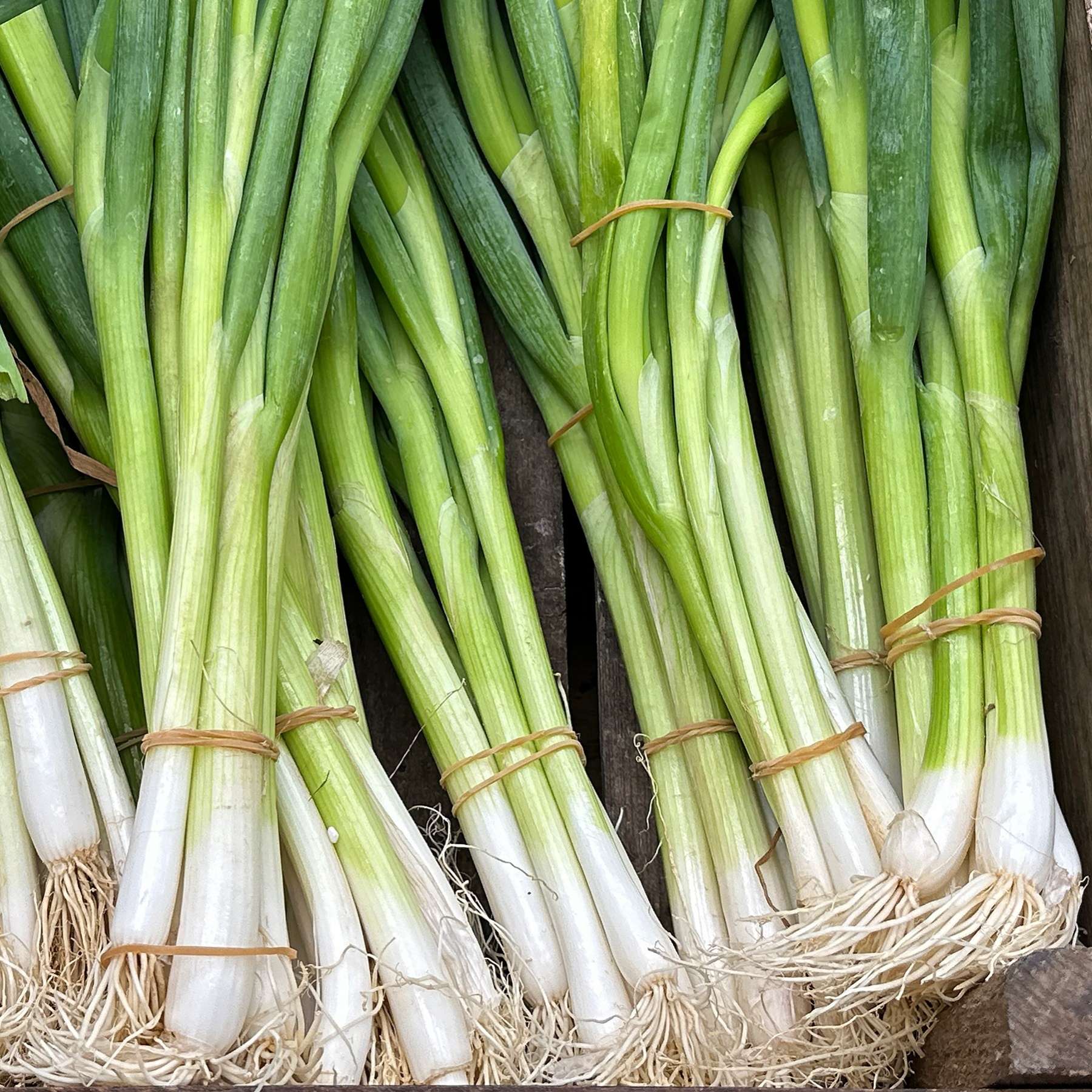 spring onion flower seeds Easy to Grow Bulbs Spring Onion Seed