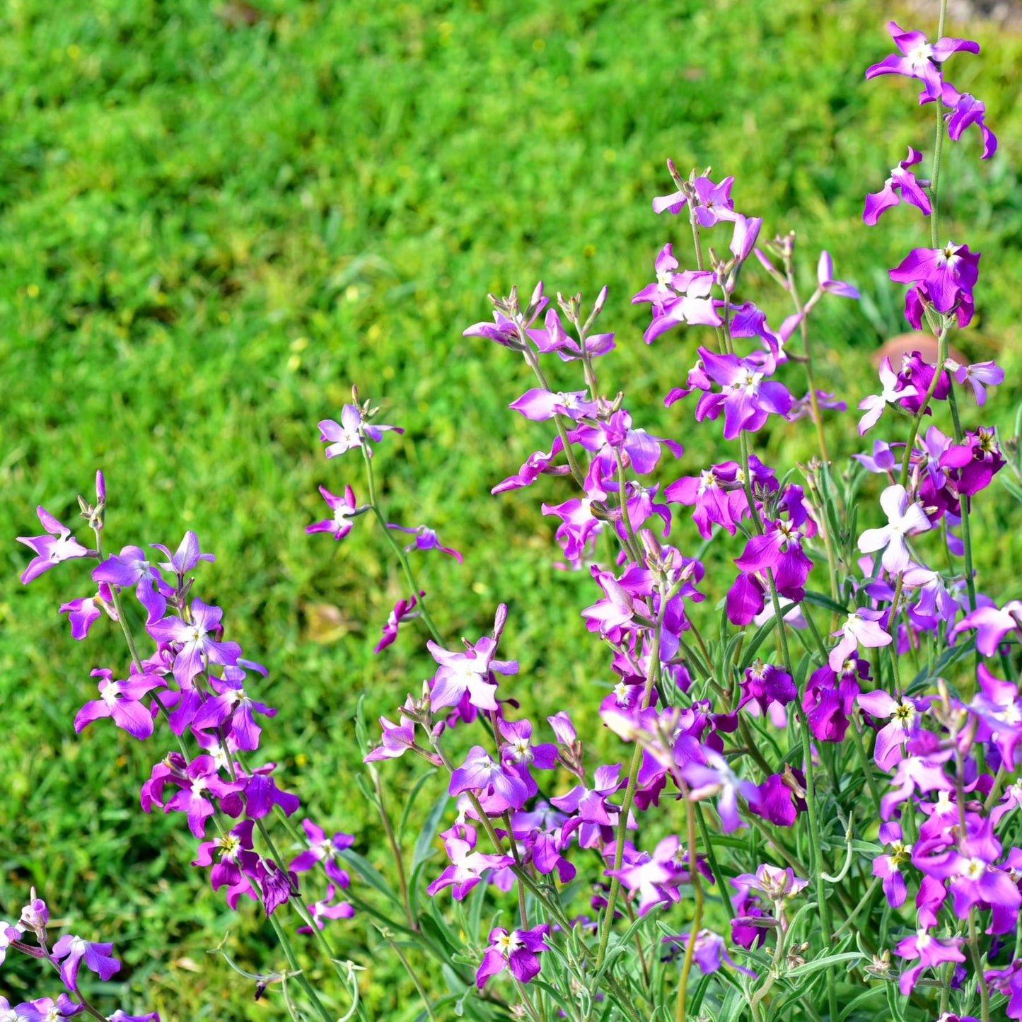 stock scented flowers in violet purple