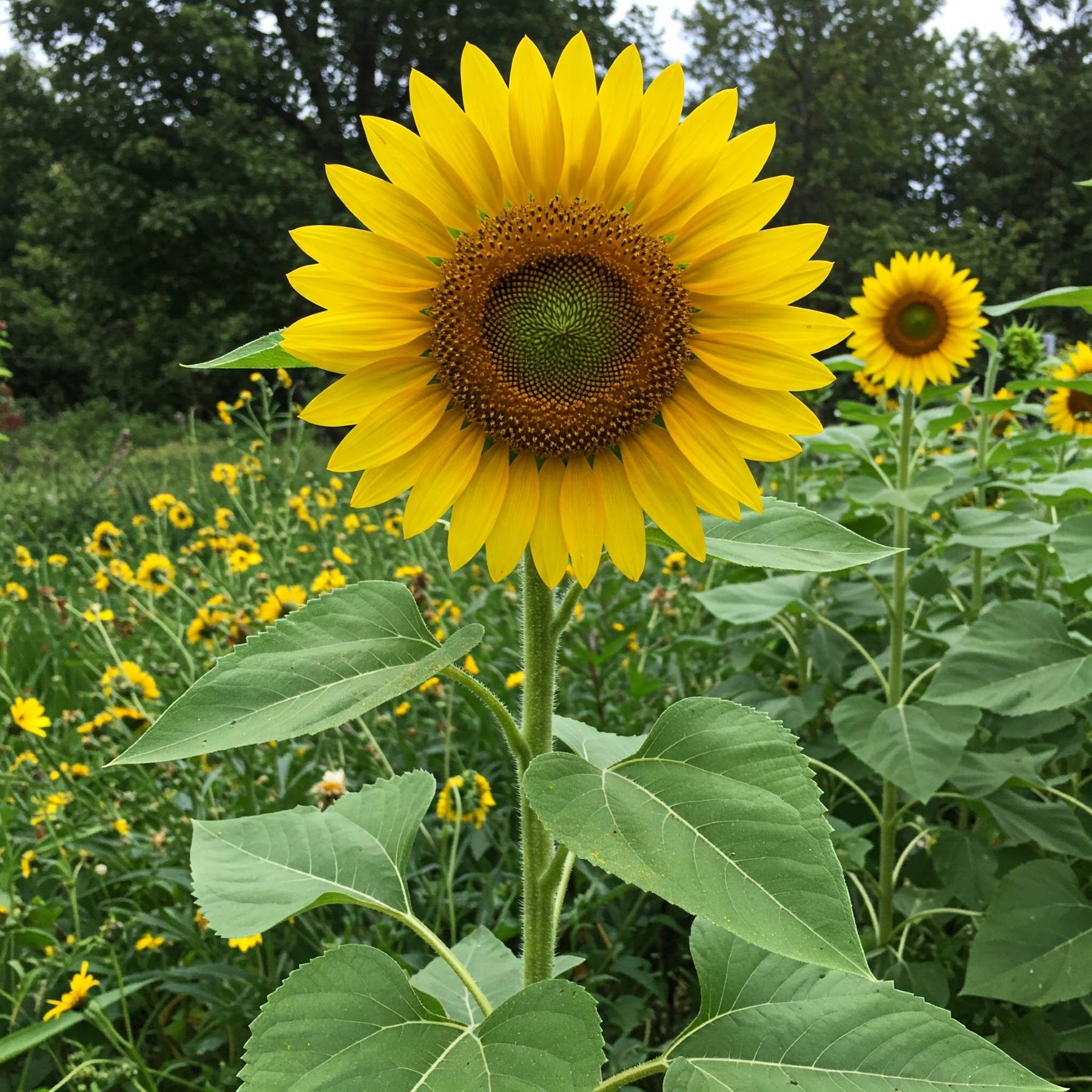 Sunflower Seeds sunflower-seeds