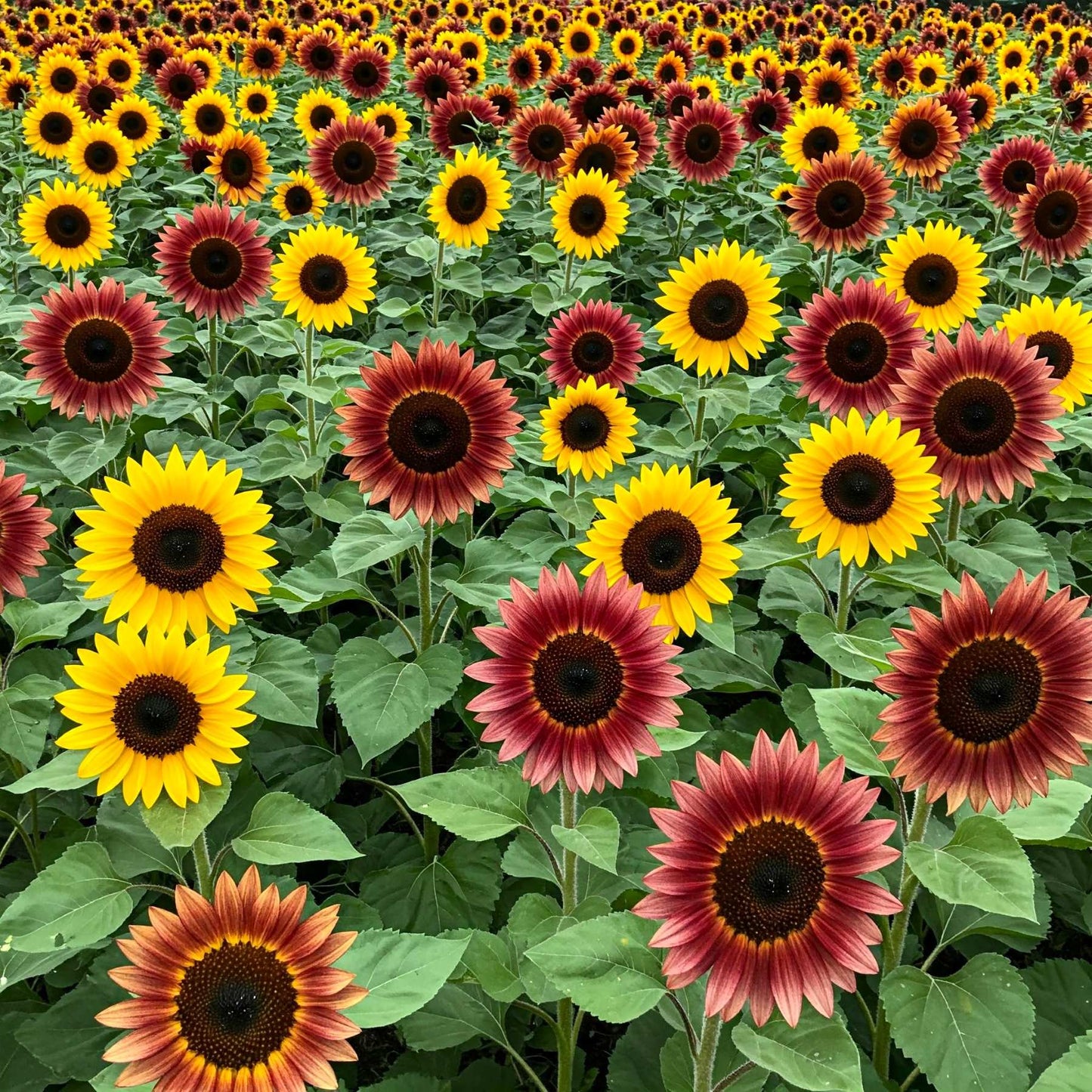 Sunflower mix blooming in a large field of Sunflowers