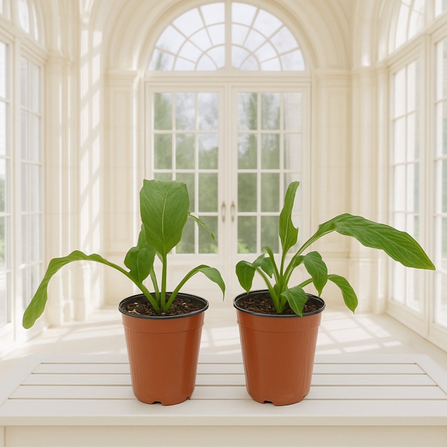 Tacca potted houseplants from Easy to Grow